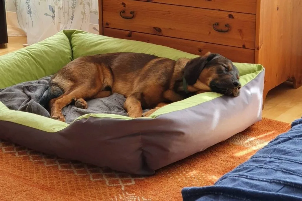 Begleitbild zum Artikel Bacon