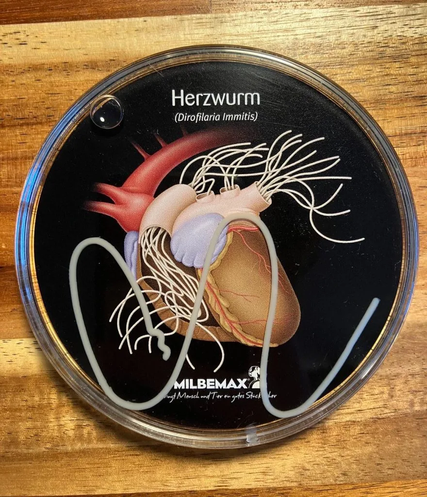 Herzwurm (Dirofilaria Immitis); Die ersten Symptome (falls überhaupt welche auftreten) kommen nach 6-8 Monaten nach dem Mückenstich
