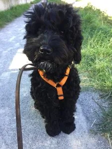 Hund als Begleitfoto zur Anschaffung eines Hundes