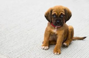 Junger Hund in der Infobox zum Einzug