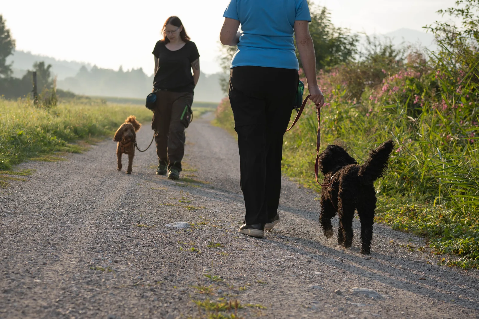 Mensch-Hund-Teams üben auf einem Weg mit Abstand zueinander